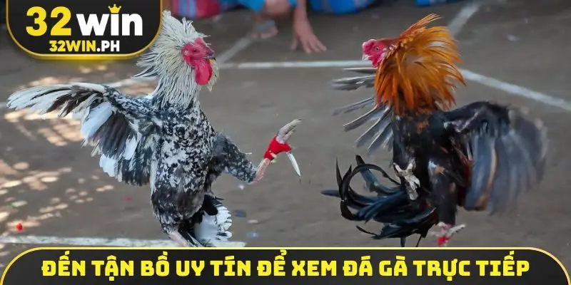 Đến tận bồ uy tín để xem đá gà trực tiếp